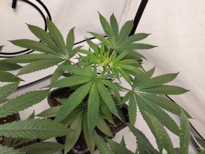 120x120 with clones. Week 1