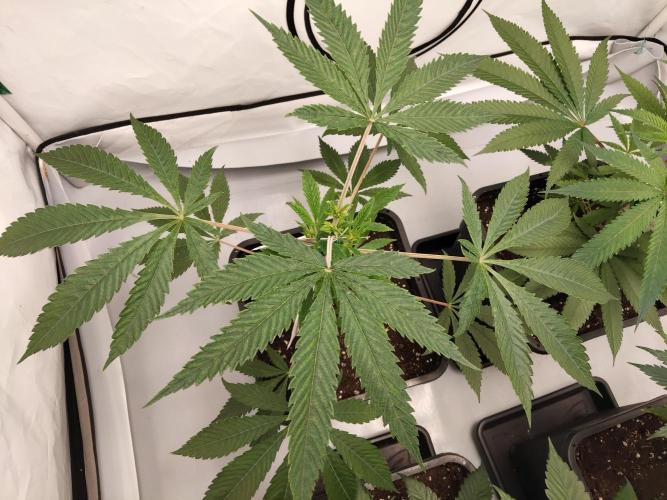 120x120 with clones. Week 1