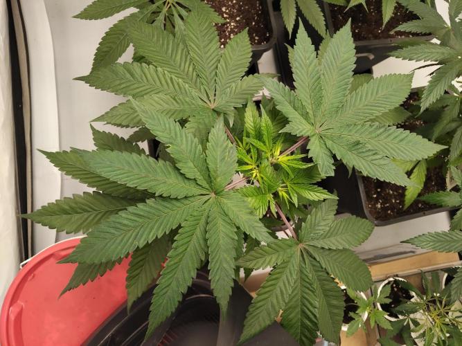 120x120 with clones. Week 1