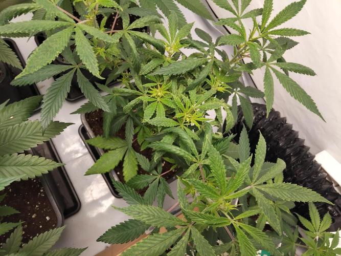 120x120 with clones. Week 1