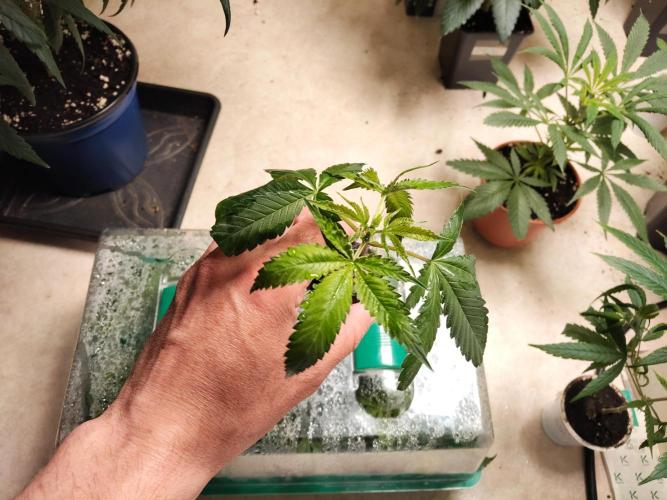 120x120 with clones. Week 1