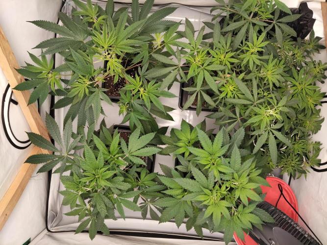 120x120 with clones. Week 2