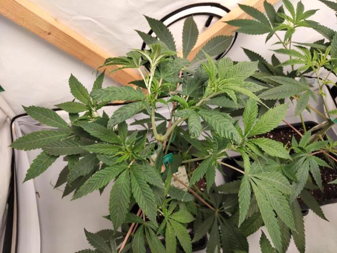 120x120 with clones. Week 2