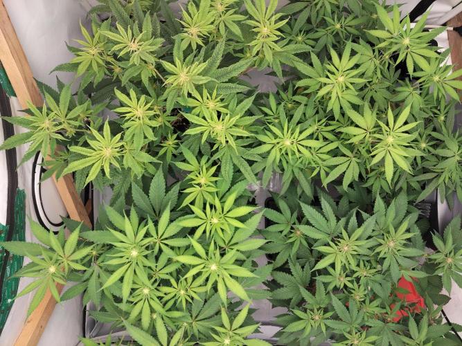 120x120 with clones. Week 3