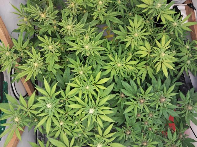 120x120 with clones. Week 4