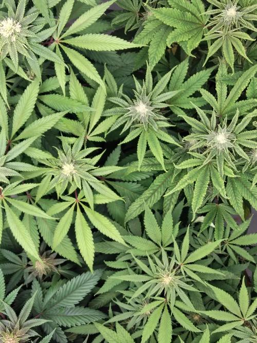 120x120 with clones. Week 5