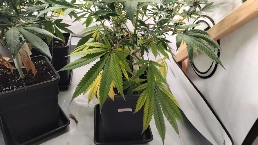 120x120 with clones