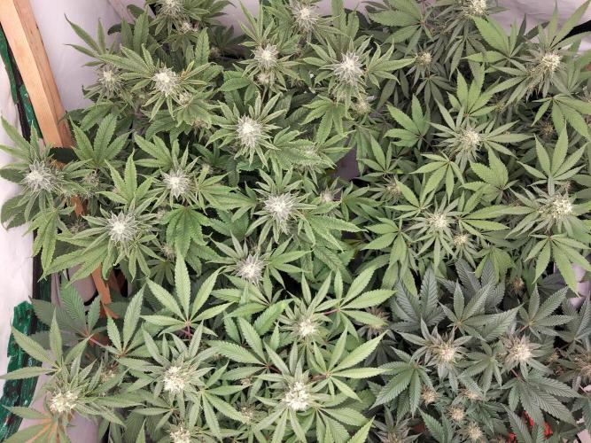 120x120 with clones. Week 6
