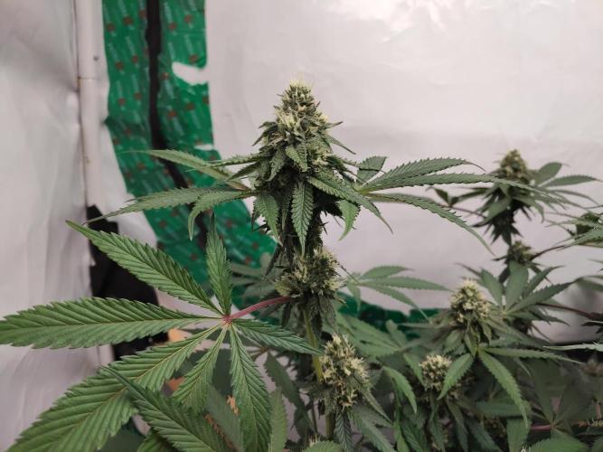 120x120 with clones. Week 6