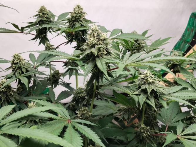 120x120 with clones. Week 6
