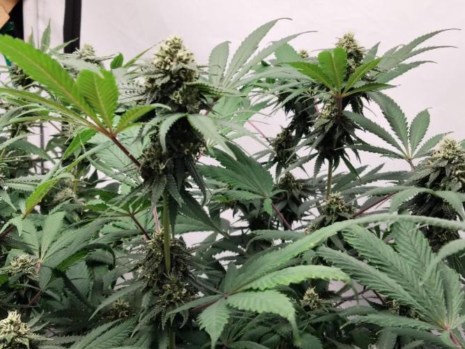 120x120 with clones. Week 6