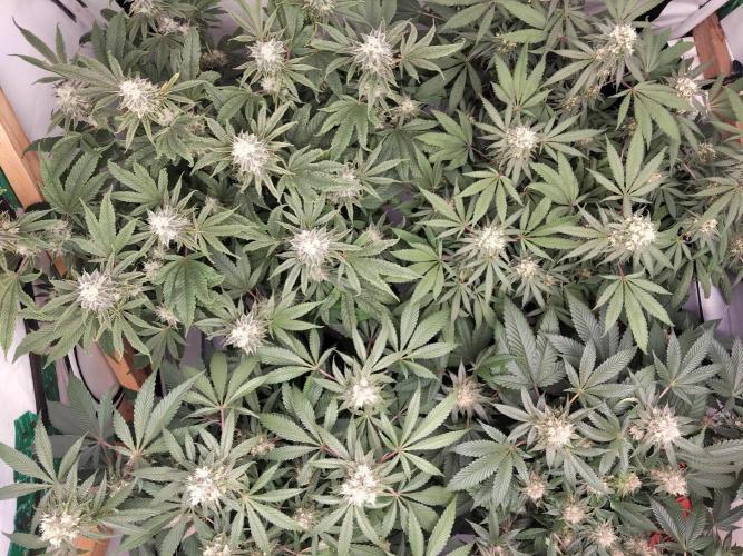 120x120 with clones. Week 7