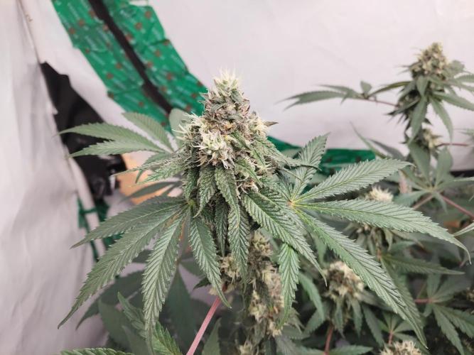 120x120 with clones. Week 7