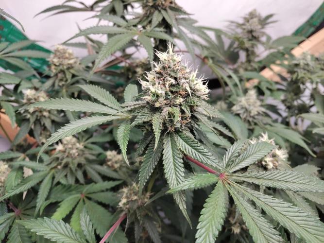 120x120 with clones. Week 7