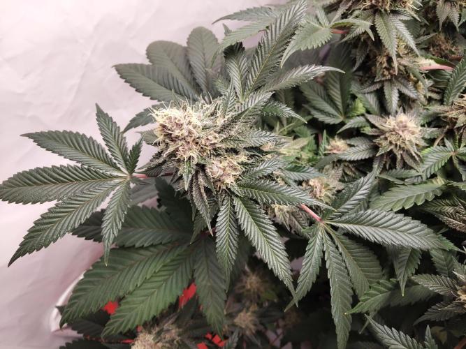 120x120 with clones. Week 7