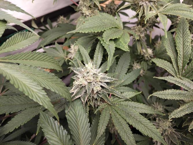 120x120 with clones. Week 7