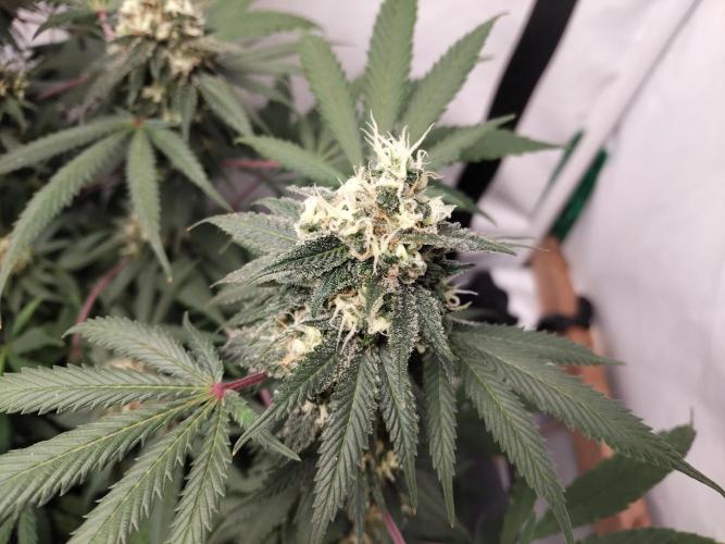 120x120 with clones. Week 7