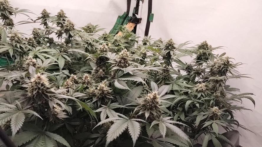 120x120 with clones