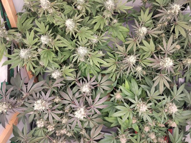 120x120 with clones. Week 8