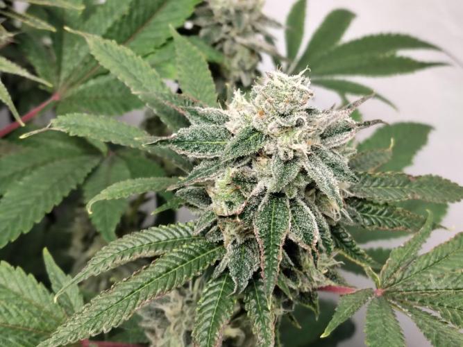 120x120 with clones. Week 8
