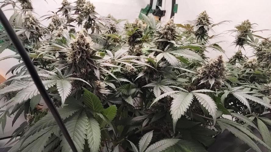 120x120 with clones