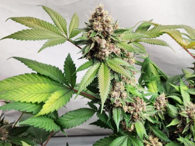 120x120 with clones. Week 9