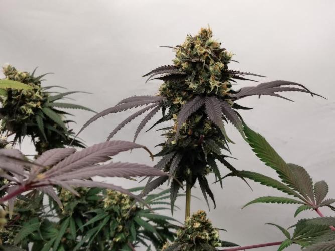 120x120 with clones. Week 9