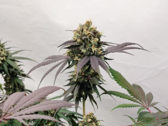 120x120 with clones. Week 9