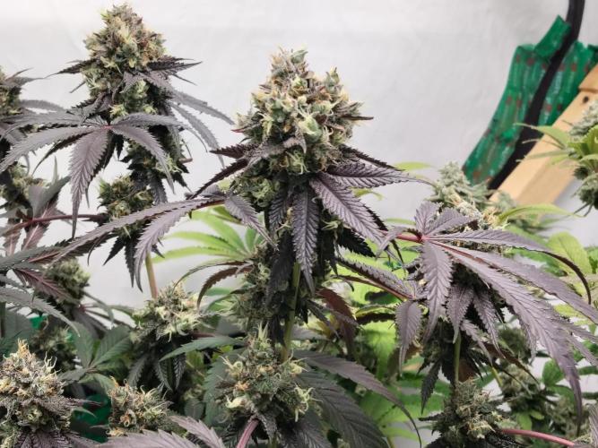 120x120 with clones. Week 9