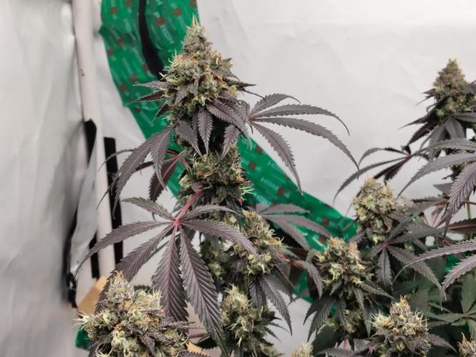 120x120 with clones. Week 9