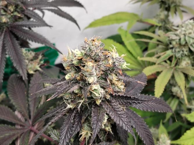 120x120 with clones. Week 9
