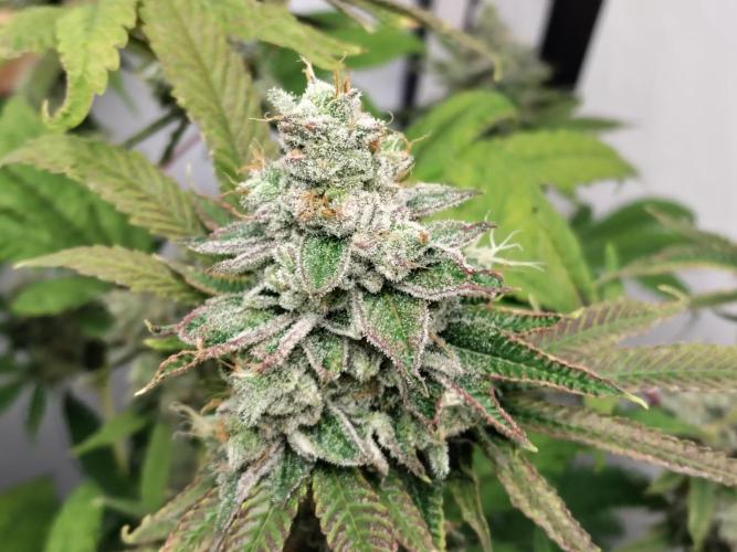 120x120 with clones. Week 9