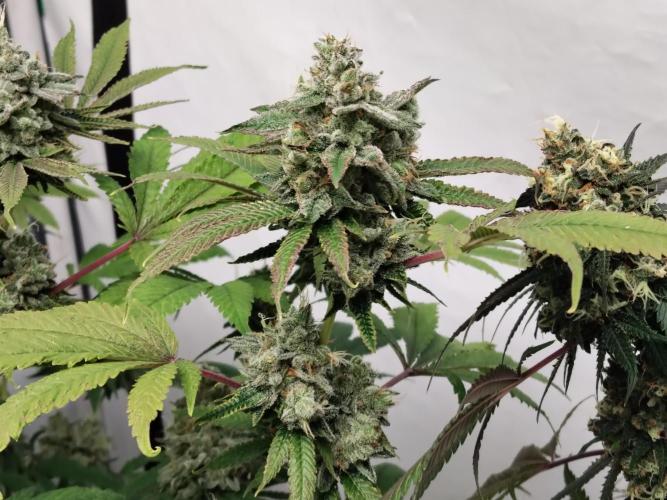 120x120 with clones. Week 9