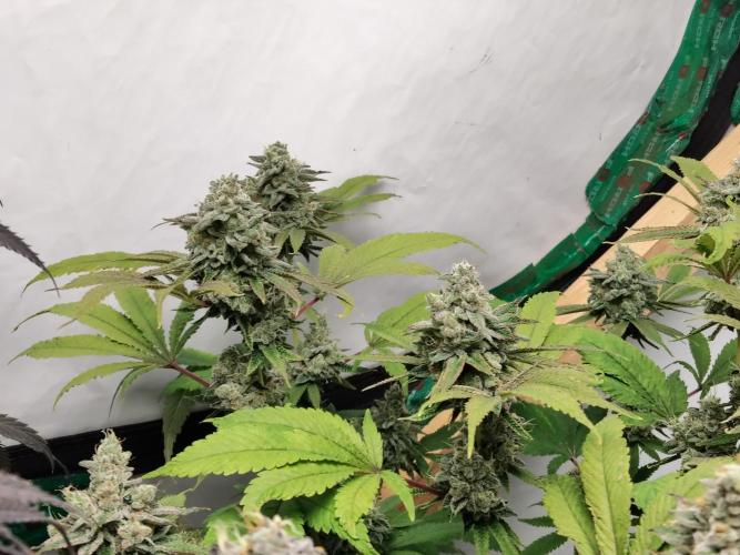 120x120 with clones. Week 9