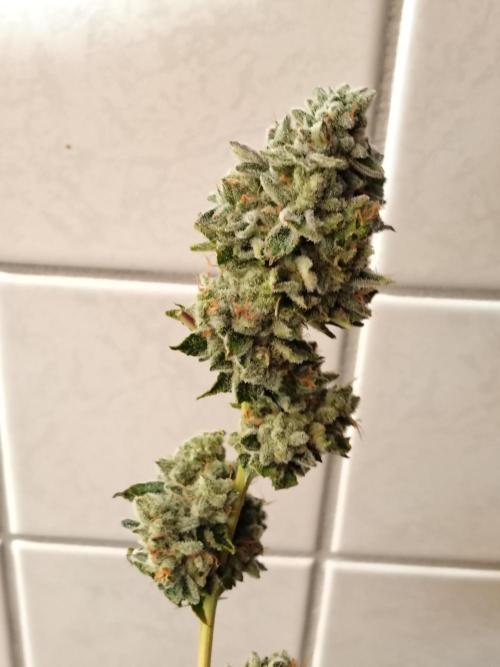 120x120 with clones. Week 9