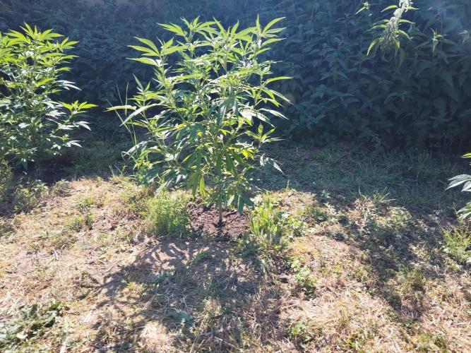 outdoor 2026. Week 1 - rainbow melon