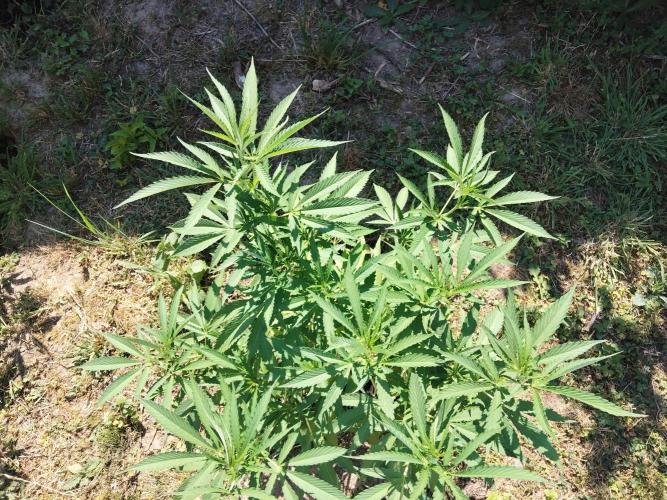 outdoor 2026. Week 1 - rainbow melon 