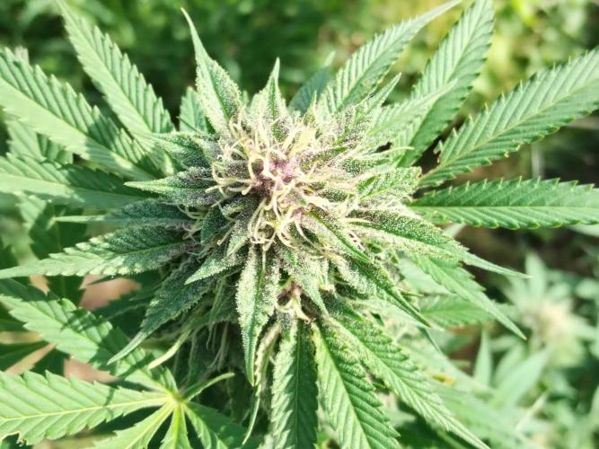 outdoor 2026. Week 11 - Super boof 