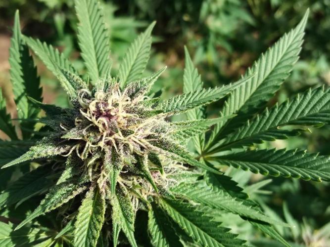 outdoor 2026. Week 11 - Super boof 