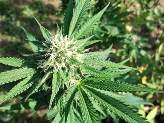 outdoor 2026. Week 11 - rainbow melon....absolute top pflanze! dicke buds die nach süßer ahoi brause riecht 😍😍 