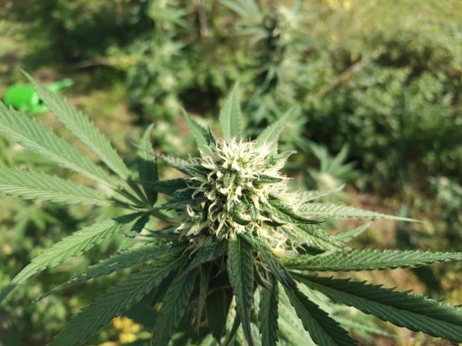 outdoor 2026. Week 11 - rainbow melon😍 