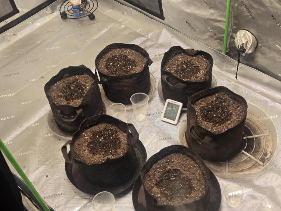 Merry Christmas. Week 1 - Just popped 