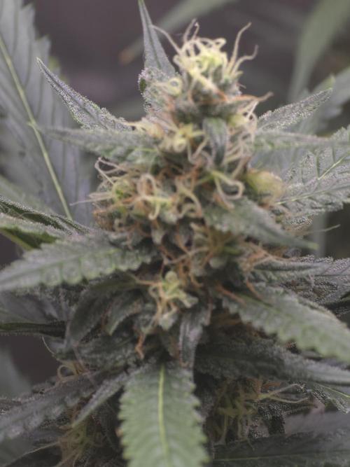 New grower new strains. Week 10 - Soon week 11