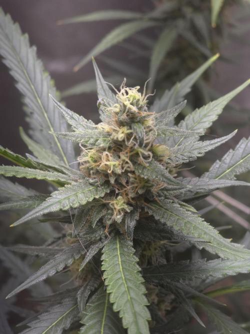 New grower new strains. Week 10