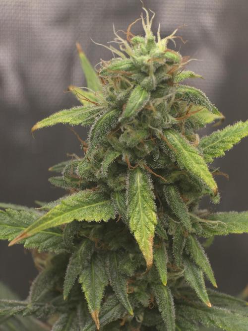 New grower new strains. Week 10