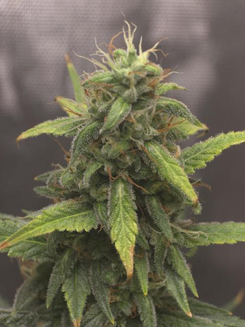 New grower new strains. Week 10