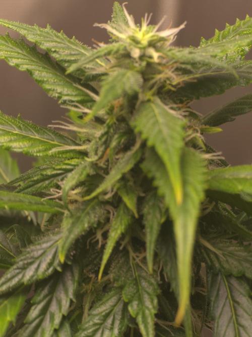 New grower new strains. Week 10