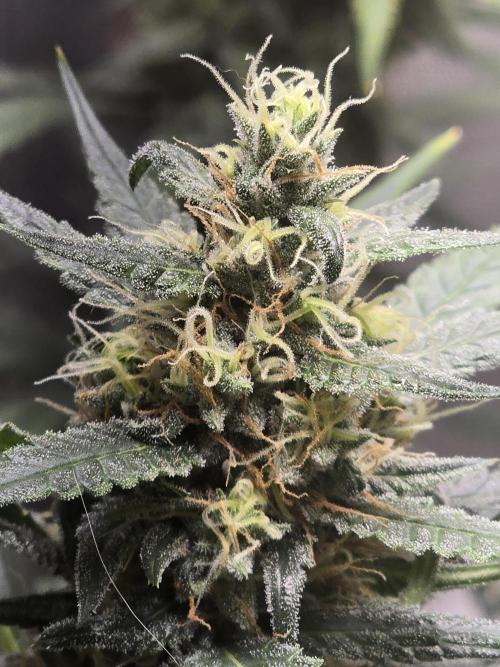 New grower new strains. Week 10