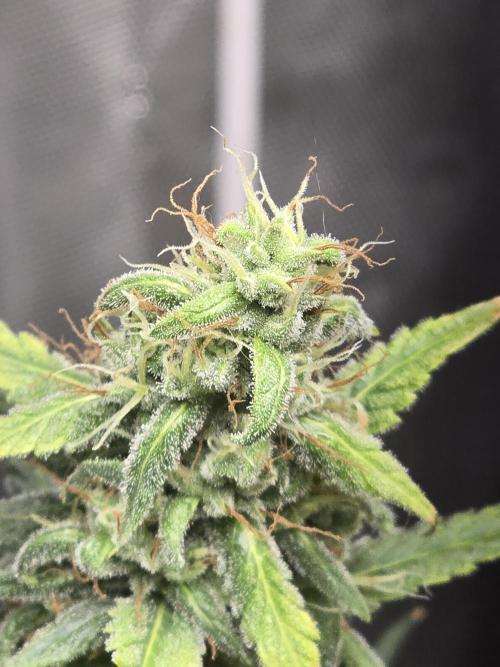 New grower new strains. Week 10