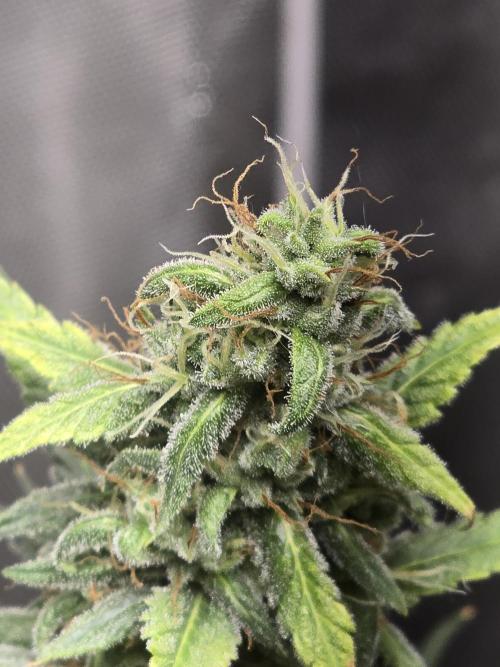 New grower new strains. Week 10